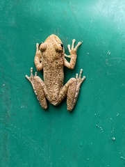 Osteopilus septentrionalis