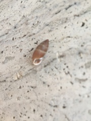 Mastus carneolus