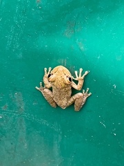 Osteopilus septentrionalis