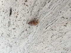 Mastus carneolus