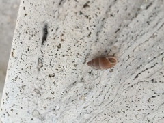 Mastus carneolus