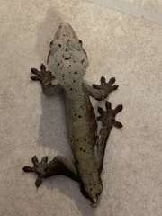 Correlophus ciliatus