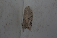 Acleris chalybeana