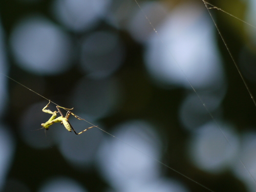 Giant Asian Mantis (Hierodula tenuidentata) photo 4