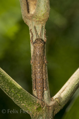 Image of Pararhicnoderma eniocanoi