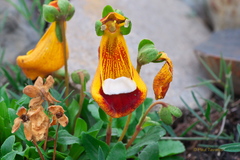 Calceolaria uniflora