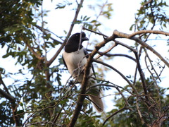 Cyanocorax cristatellus