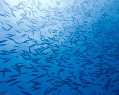Decapterus macarellus