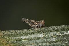 Colpopterinae