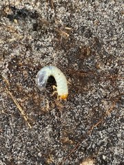 Scarabaeoidea