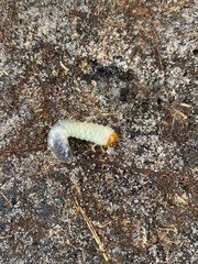 Scarabaeoidea