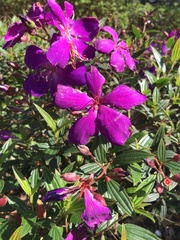 Pleroma semidecandrum