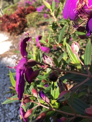 Pleroma semidecandrum