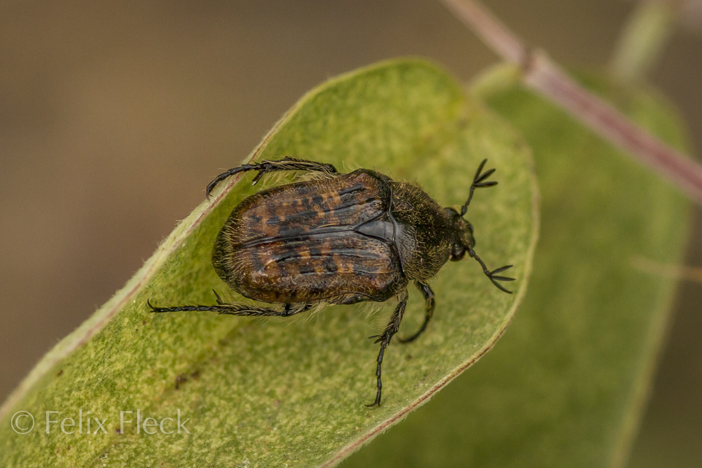 Euphoria diminuta