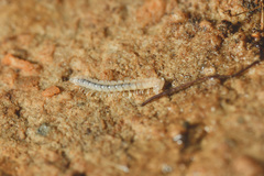 Polydesmidea