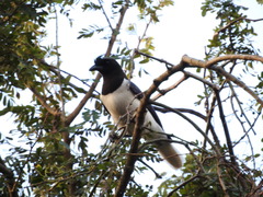 Cyanocorax cristatellus