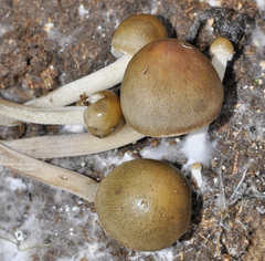 Panaeolus olivaceus