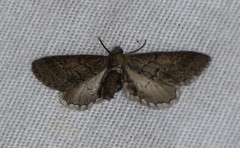 Glaucina erroraria