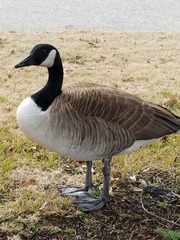 Branta canadensis