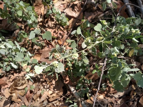 viscid mallow