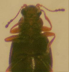 Melanophthalma