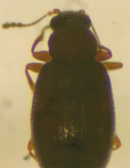 Melanophthalma