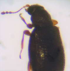 Melanophthalma