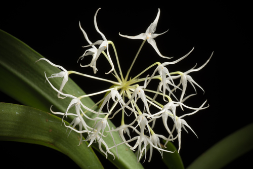 Bulbophyllum laxiflorum