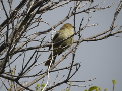 Andropadus importunus