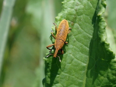 Lixus bardanae