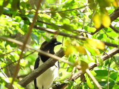 Cyanocorax cristatellus