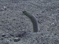 Heteroconger taylori
