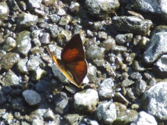 Curetis acuta paracuta