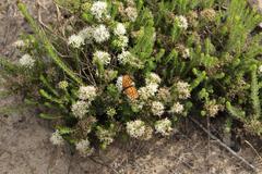 Pardopsis punctatissima