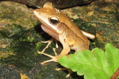 Clinotarsus alticola