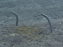 Heteroconger taylori