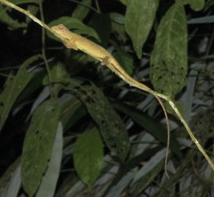 Ptyctolaemus gularis