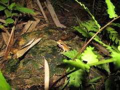 Clinotarsus alticola