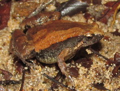 Microhyla mymensinghensis