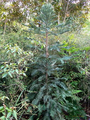 Wollemia nobilis
