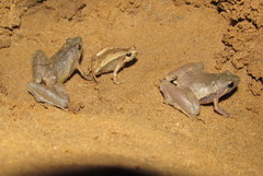 Microhyla berdmorei