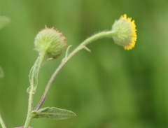Pulicaria scabra