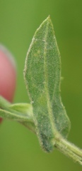 Pulicaria scabra