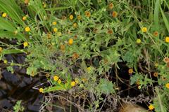 Pulicaria scabra