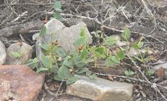 Thunbergia capensis