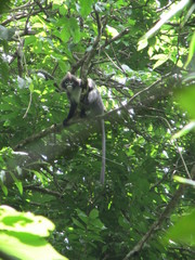 Trachypithecus phayrei