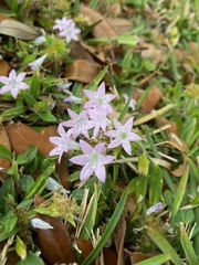 Richardia grandiflora