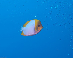 Hemitaurichthys polylepis