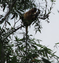 Trachypithecus pileatus