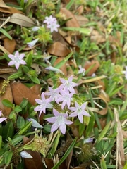 Richardia grandiflora